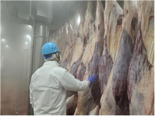 인천시, 설 명절 축산물 안정적 공급 위해 도축장 조기 개장